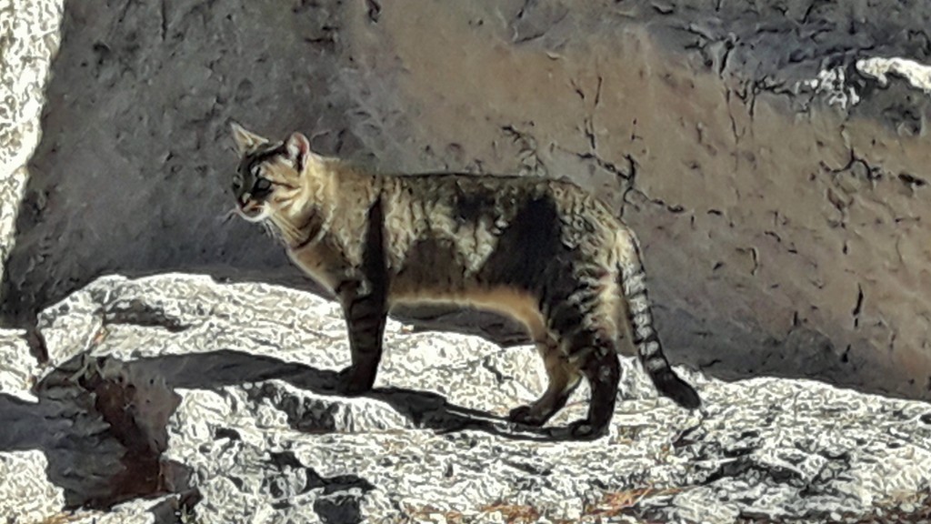 Foto: Gatito - Denia (Alicante), España