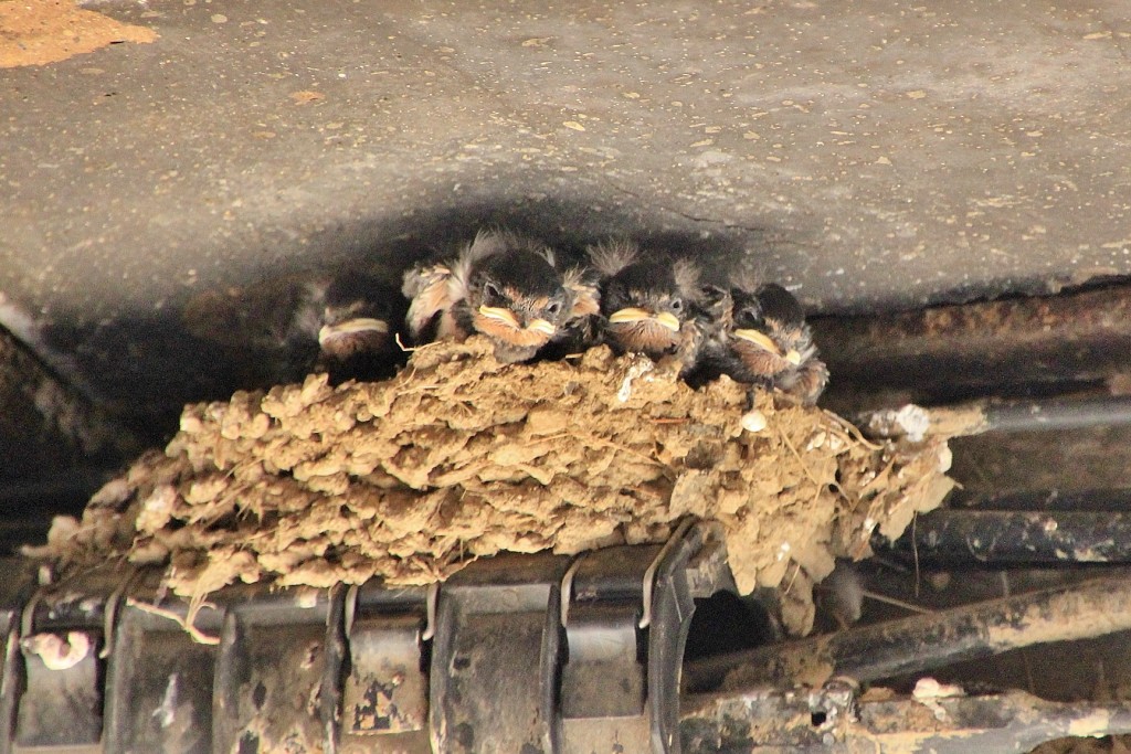 Foto: Centro histórico - Camprodón (Girona), España
