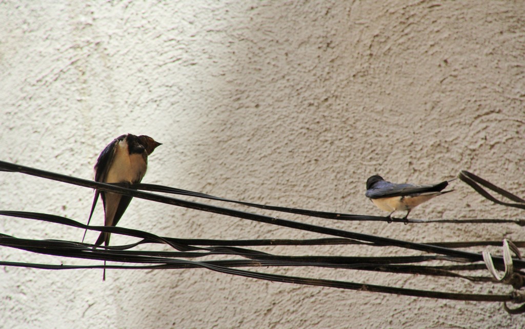 Foto: Centro histórico - Ripoll (Girona), España