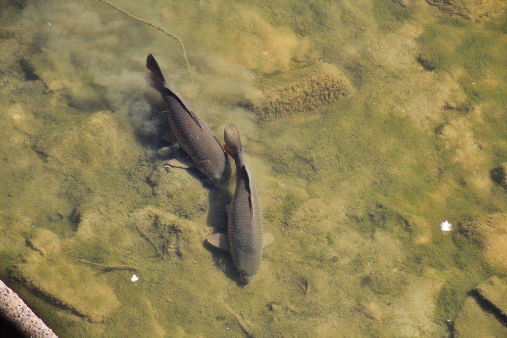 Foto: Centro histórico - Girona (Cataluña), España