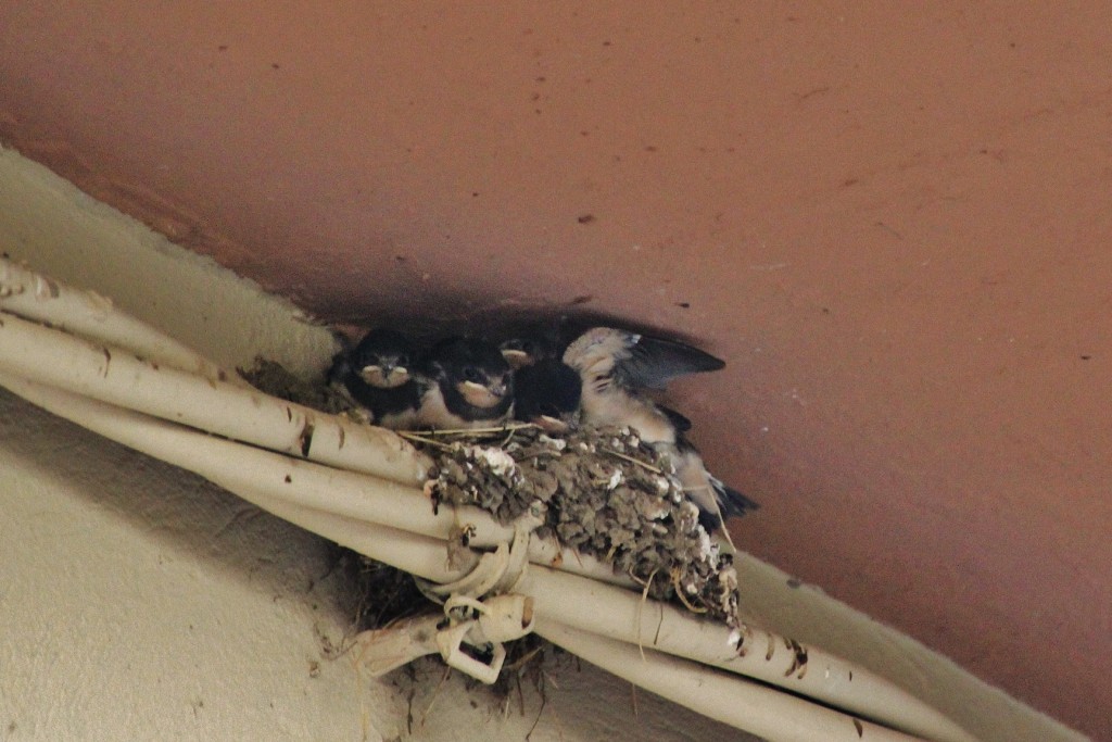 Foto: Centro histórico - Ripoll (Girona), España