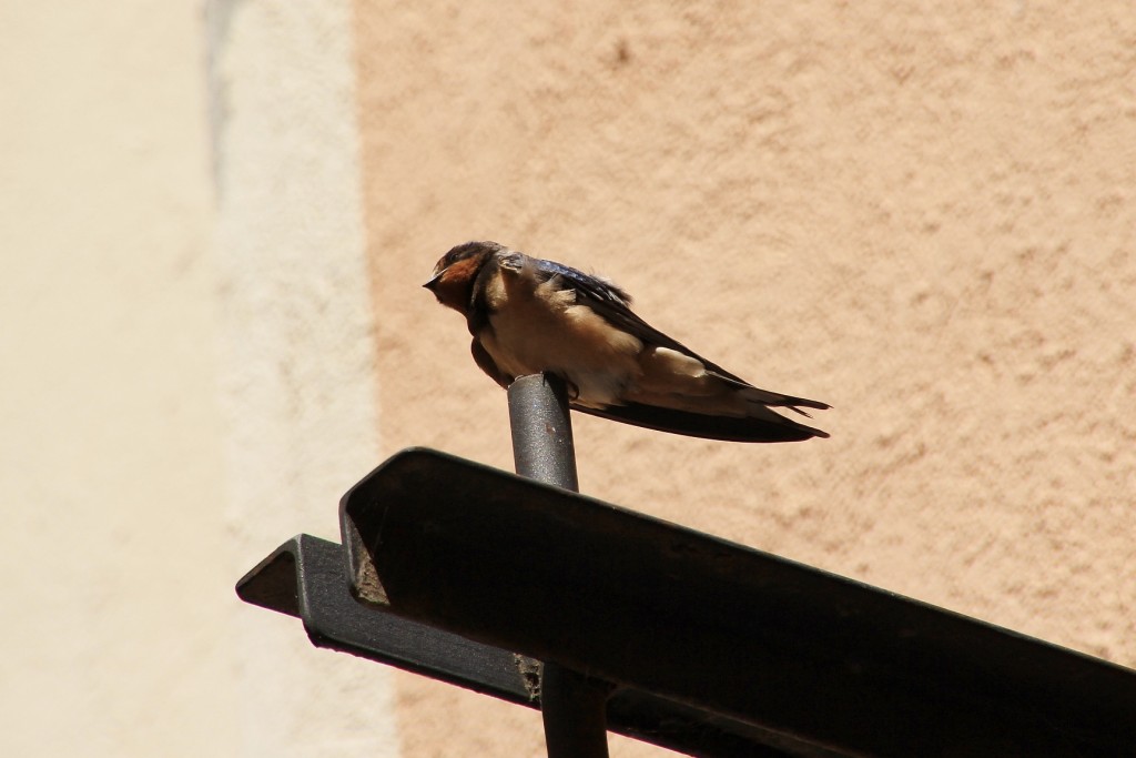 Foto: Centro histórico - Ripoll (Girona), España