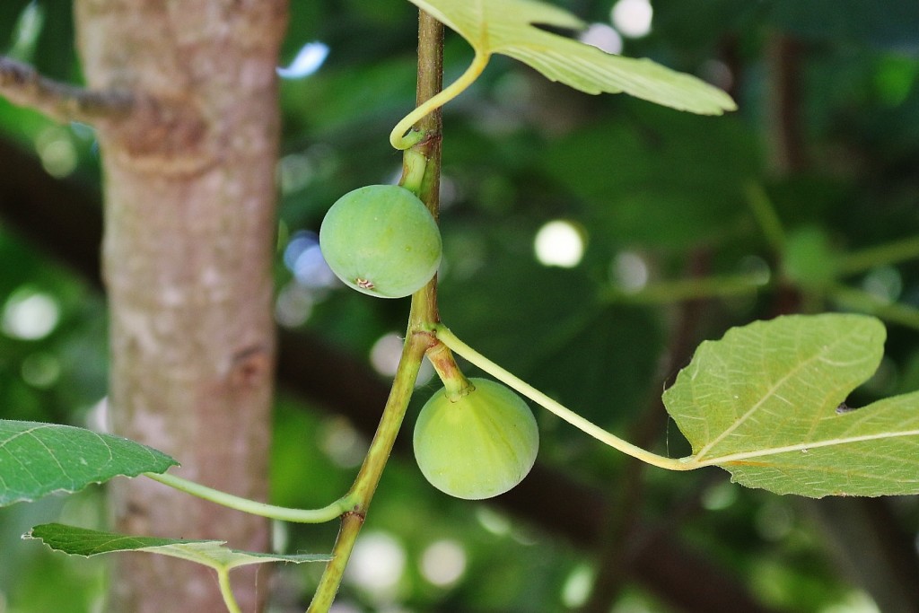 Foto: Centro histórico - Pals (Girona), España