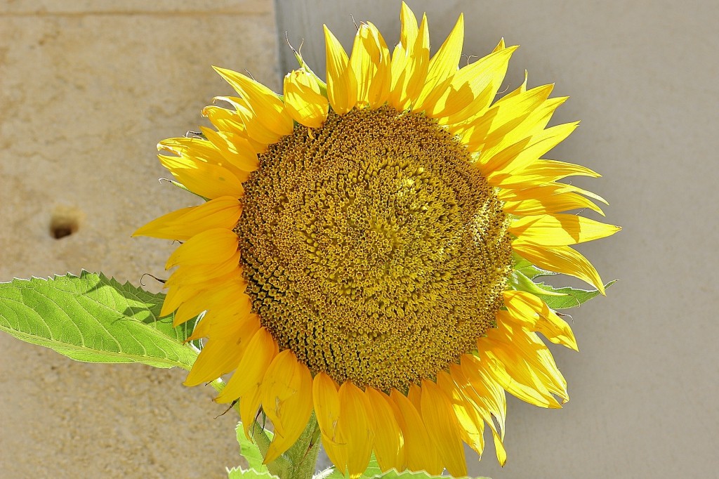Foto: Girasol - Rupià (Girona), España