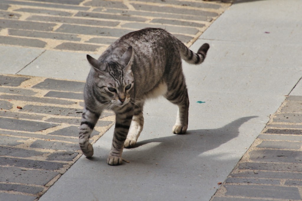 Foto: Gatito - Castellfollit de la Roca (Girona), España