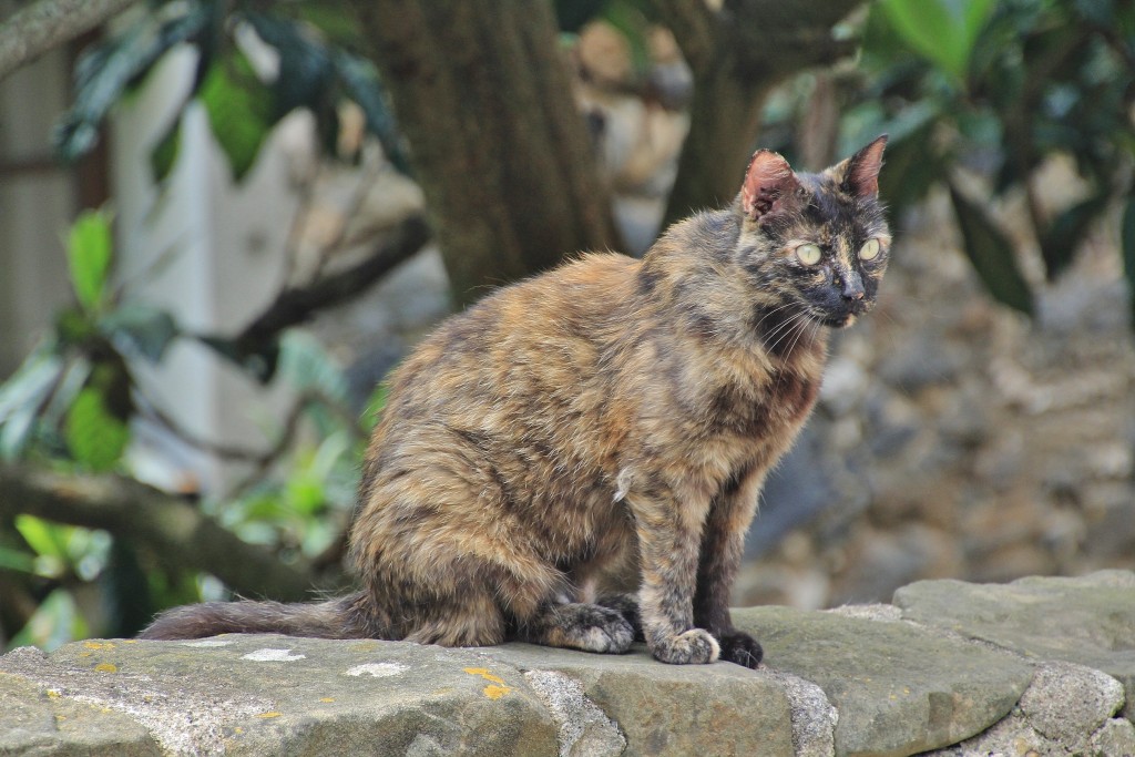Foto: Gatito - Castellfollit de la Roca (Girona), España