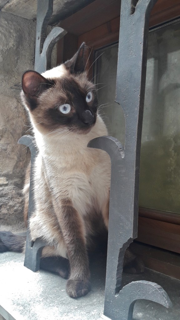 Foto: Gatito - Castellfollit de la Roca (Girona), España