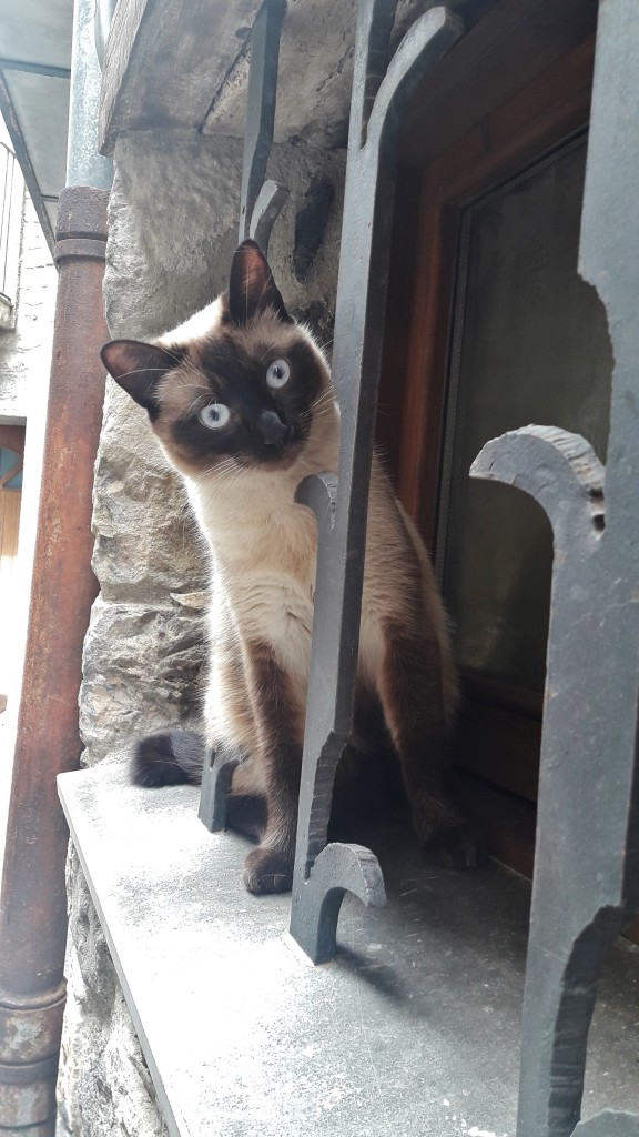Foto: Gatito - Castellfollit de la Roca (Girona), España