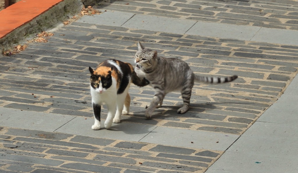 Foto: Gatito - Castellfollit de la Roca (Girona), España