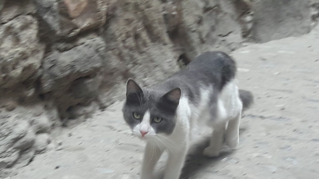 Foto: Gatito - Besalú (Girona), España