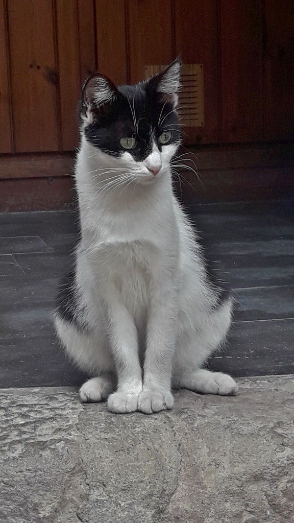 Foto: Gatito - Castellfollit de la Roca (Girona), España