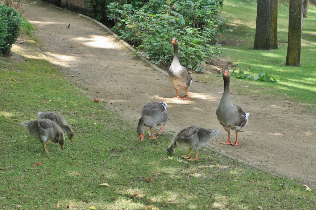 Foto: Lago - Puigcerdà (Cataluña), España