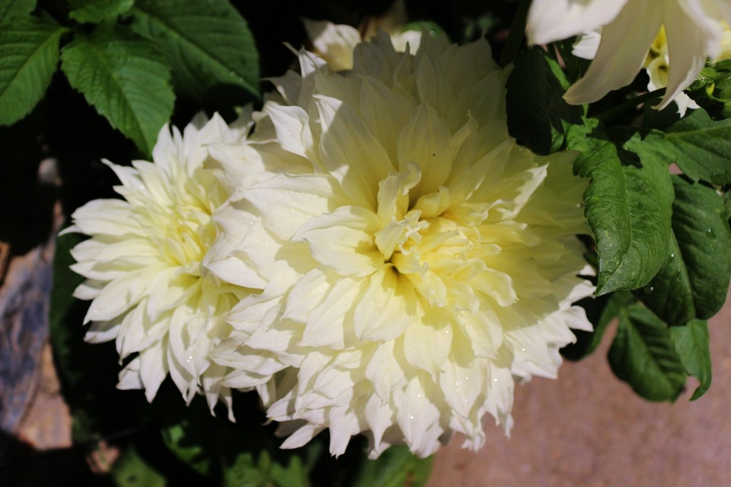 Foto: Un poco de color - Durro (Cataluña), España