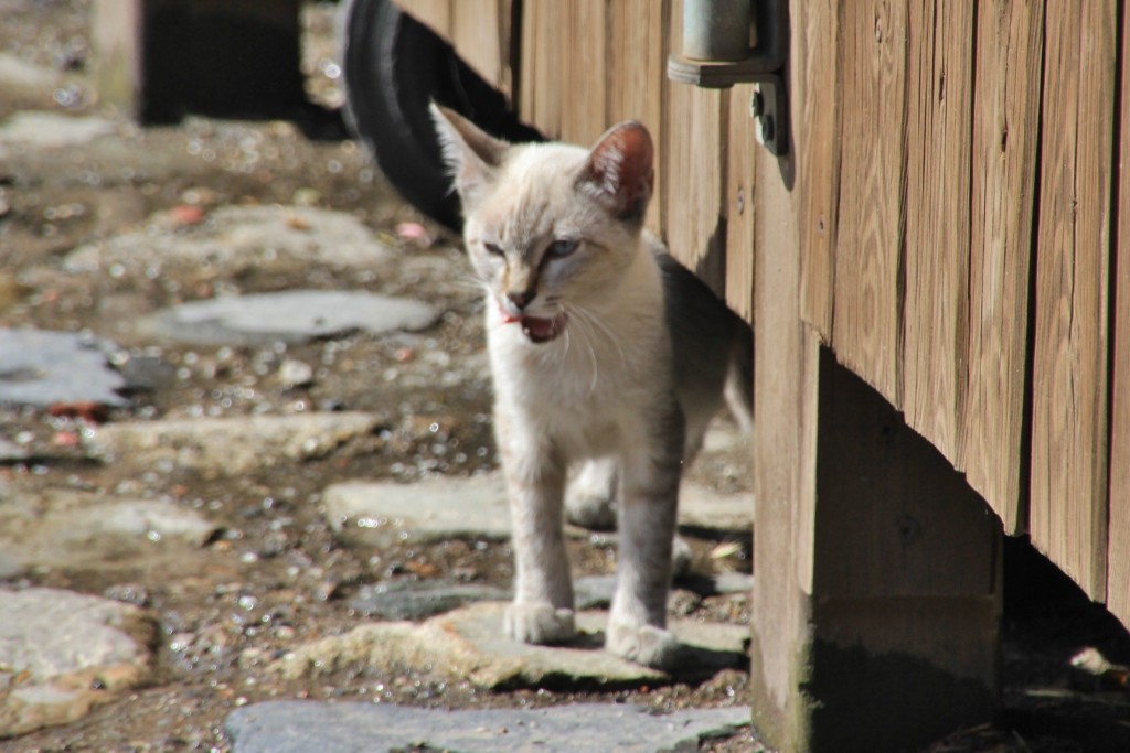 Foto: Gatito - Taüll (Cataluña), España