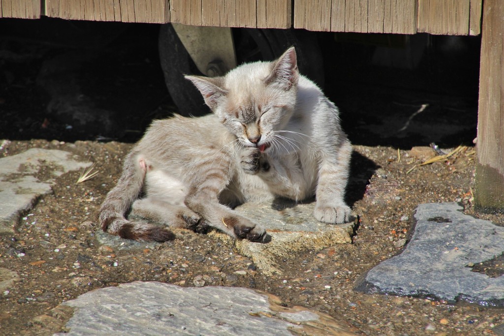 Foto: Gatito - Taüll (Cataluña), España