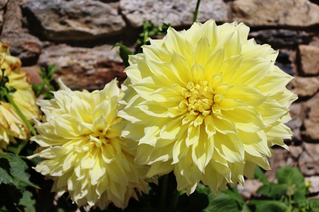 Foto: Un poco de color - Durro (Cataluña), España