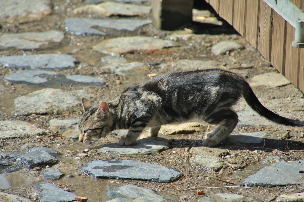 Foto: Gatito - Taüll (Cataluña), España