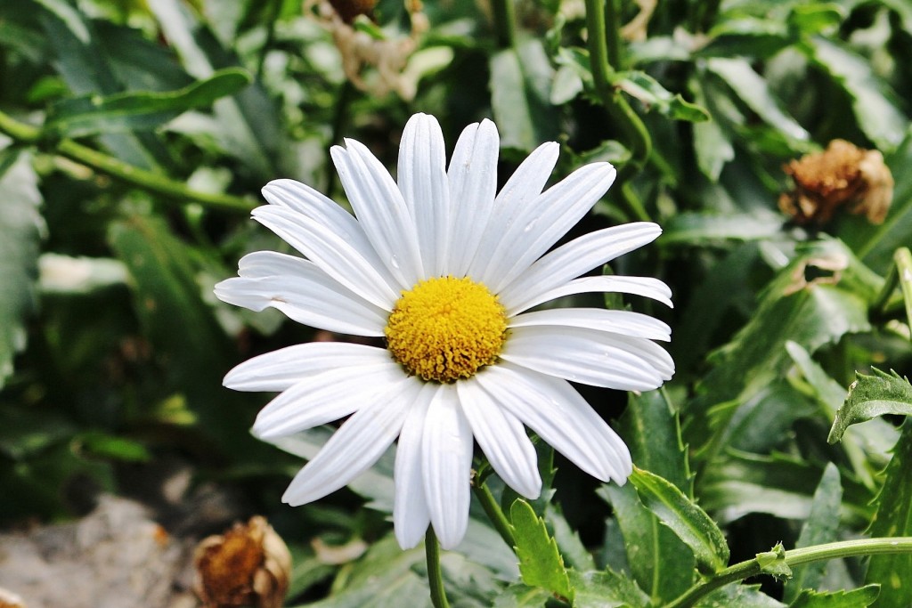 Foto: Un poco de color - Erill la Vall (Cataluña), España