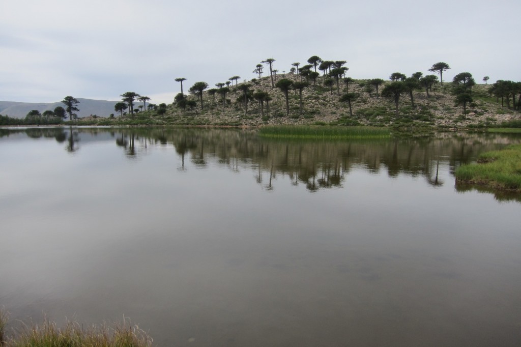 Foto: Laguna Escondida. - Caviahue (Neuquén), Argentina