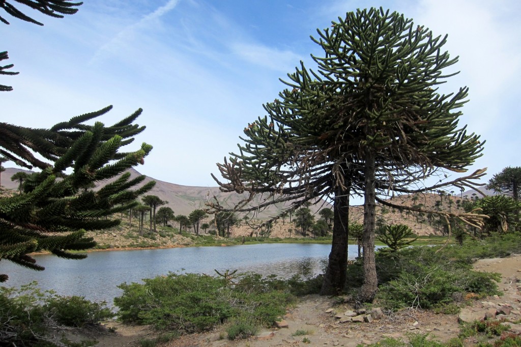Foto: Lago Escondido. - Caviahue (Neuquén), Argentina