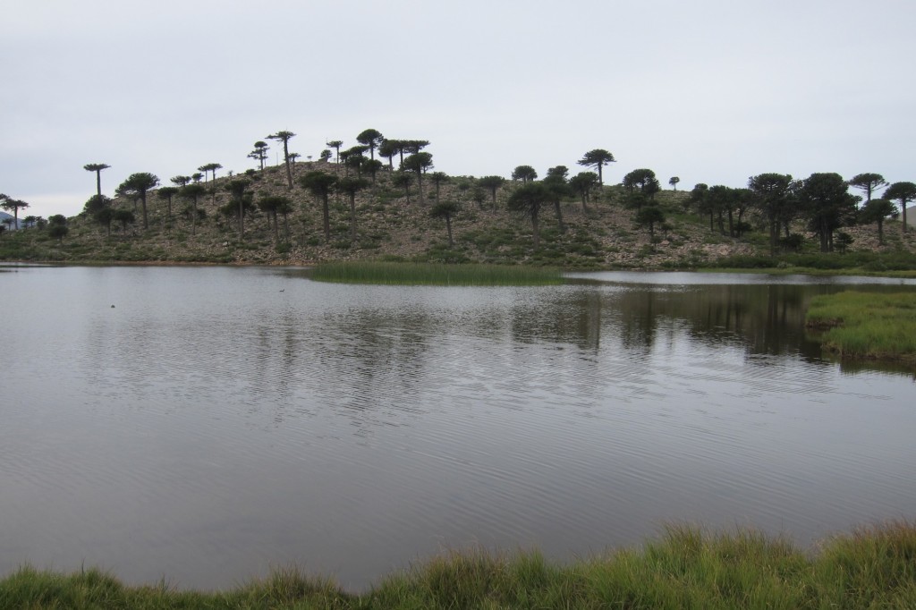 Foto: Lago Escondido. - Caviahue (Neuquén), Argentina