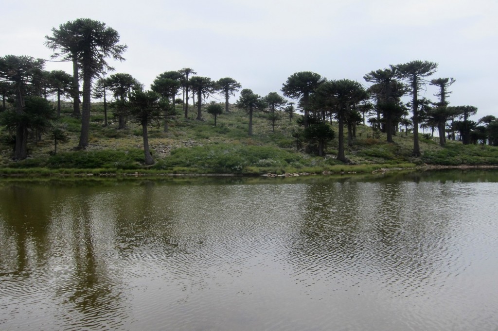 Foto: Lago Escondido. - Caviahue (Neuquén), Argentina
