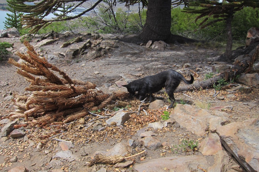 Foto de Caviahue (Neuquén), Argentina