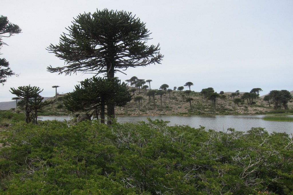 Foto: Lago Escondido. - Caviahue (Neuquén), Argentina