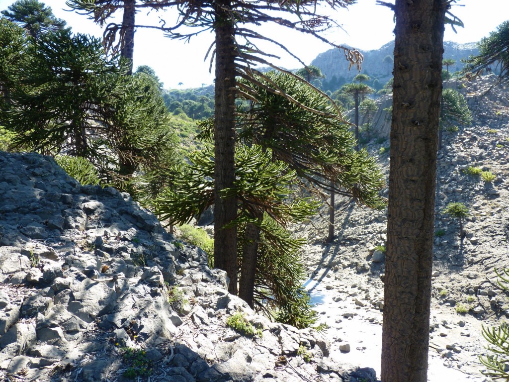 Foto: Camino de la siete cascadas. - Caviahue (Neuquén), Argentina