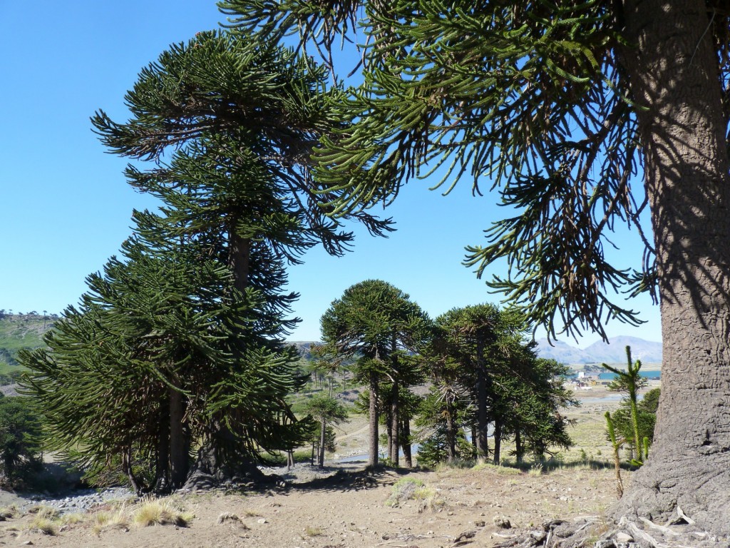 Foto: Camino de la siete cascadas. - Caviahue (Neuquén), Argentina