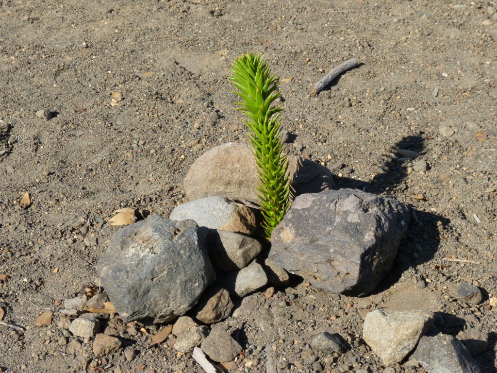 Foto: Río Agrio. - Caviahue (Neuquén), Argentina