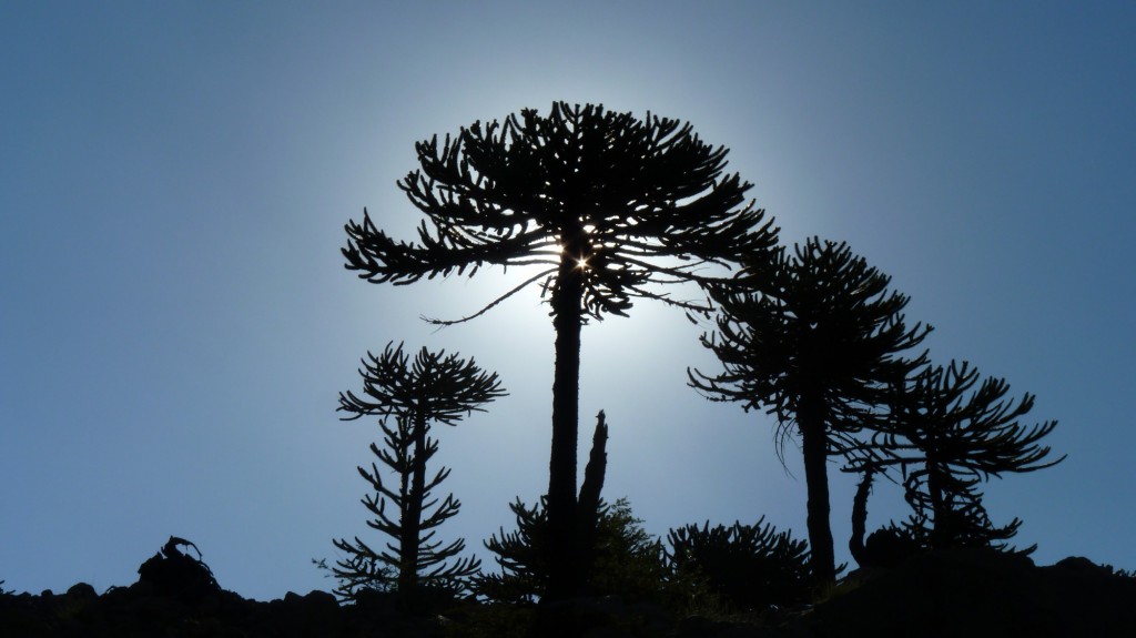 Foto: Río Agrio. - Caviahue (Neuquén), Argentina