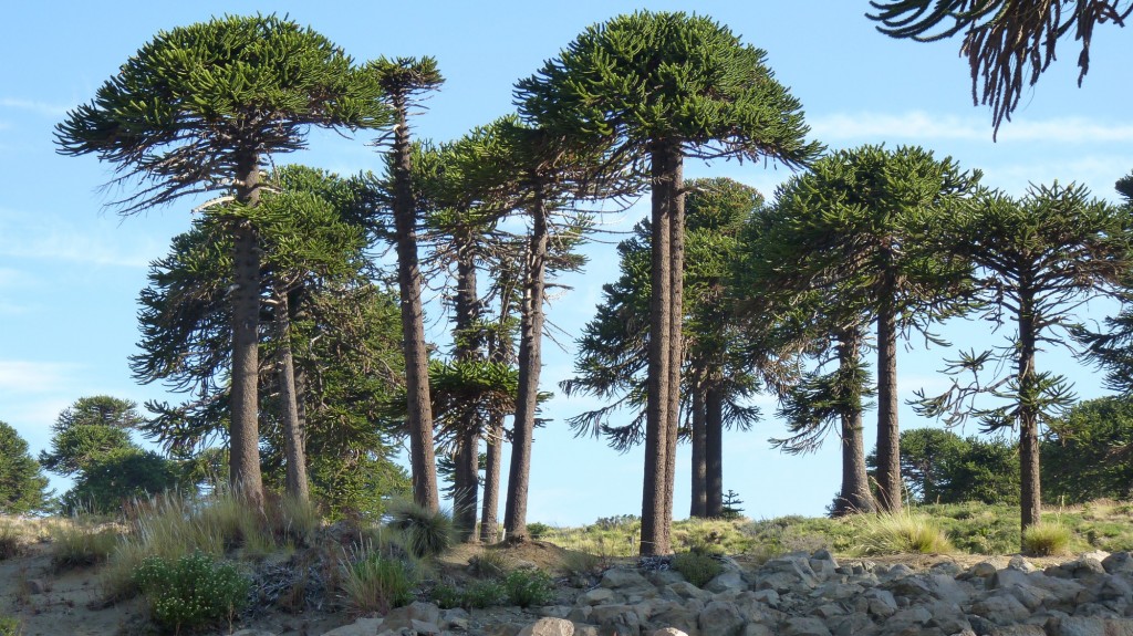Foto de Caviahue (Neuquén), Argentina