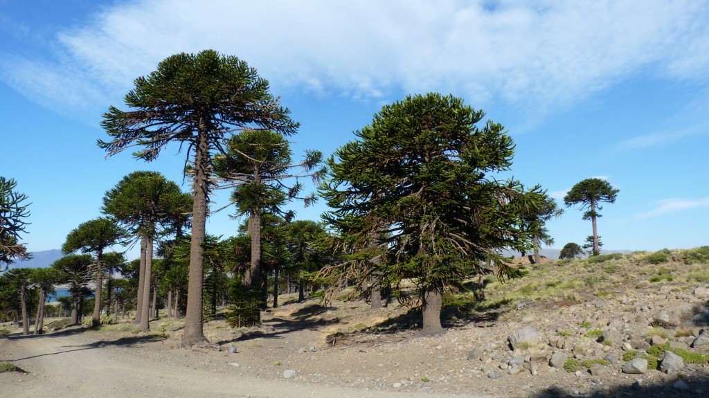 Foto de Caviahue (Neuquén), Argentina