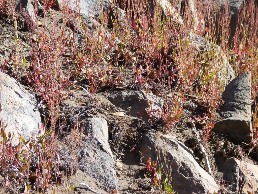Foto: Río Agrio. - Caviahue (Neuquén), Argentina
