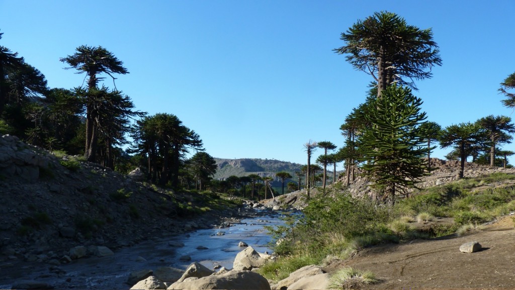 Foto: Río Agrio. - Caviahue (Neuquén), Argentina