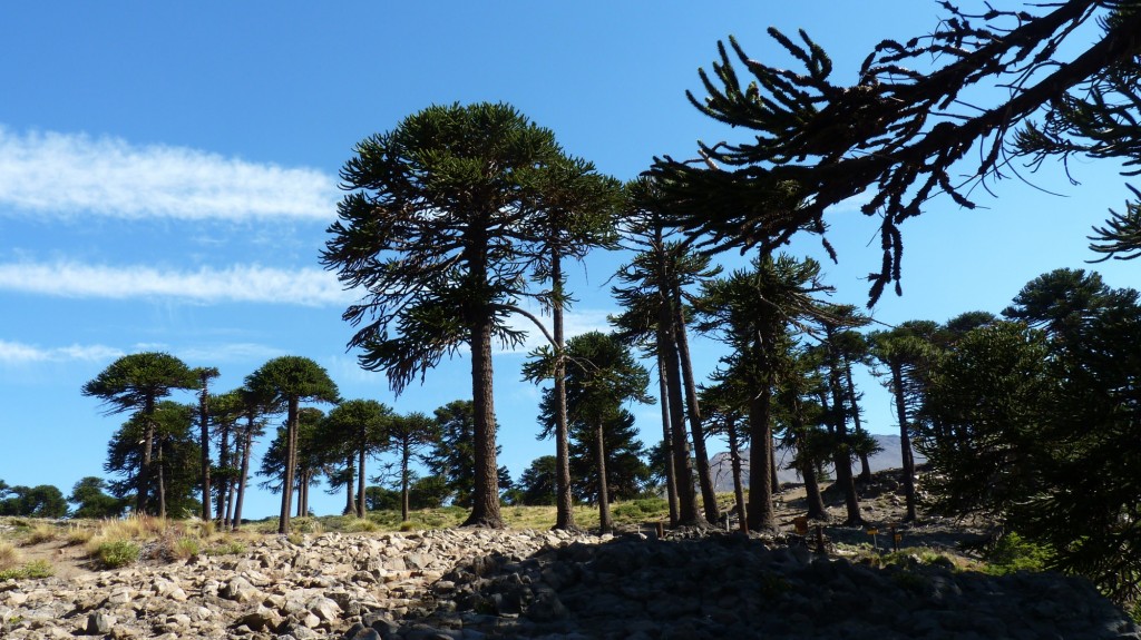 Foto: Río Agrio - Caviahue (Neuquén), Argentina