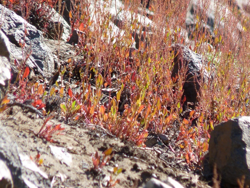 Foto: Río Agrio. - Caviahue (Neuquén), Argentina