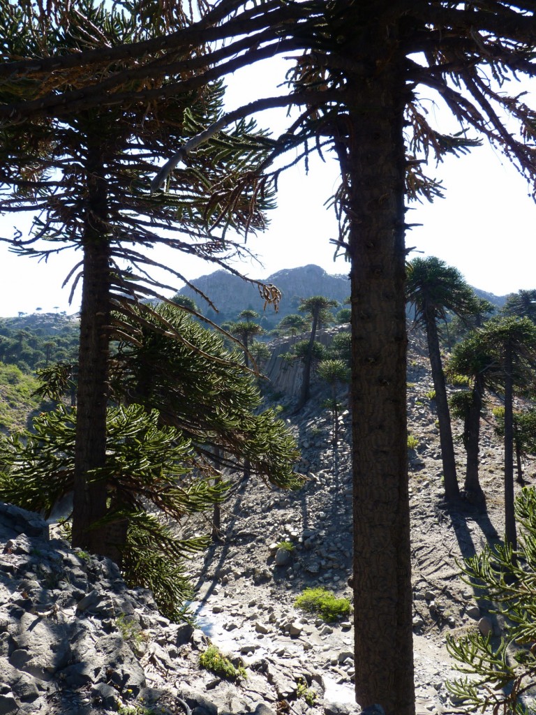 Foto: Río Agrio. - Caviahue (Neuquén), Argentina