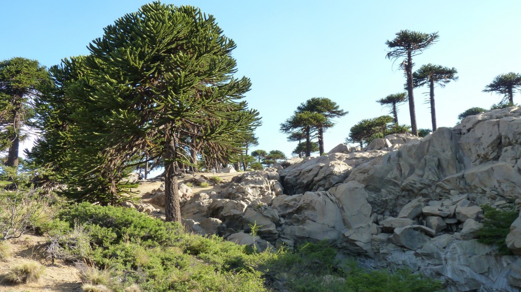Foto: Río Agrio. - Caviahue (Neuquén), Argentina