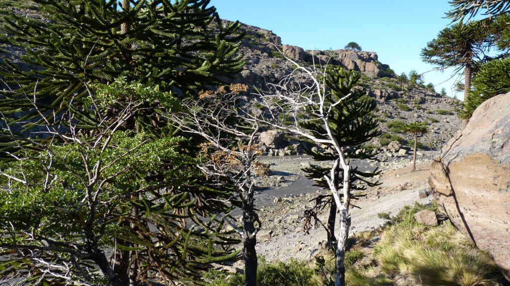 Foto: Río Agrio. - Caviahue (Neuquén), Argentina