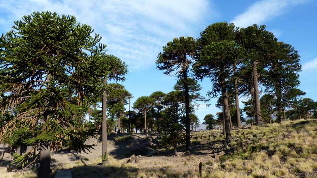 Foto: Río Agrio. - Caviahue (Neuquén), Argentina