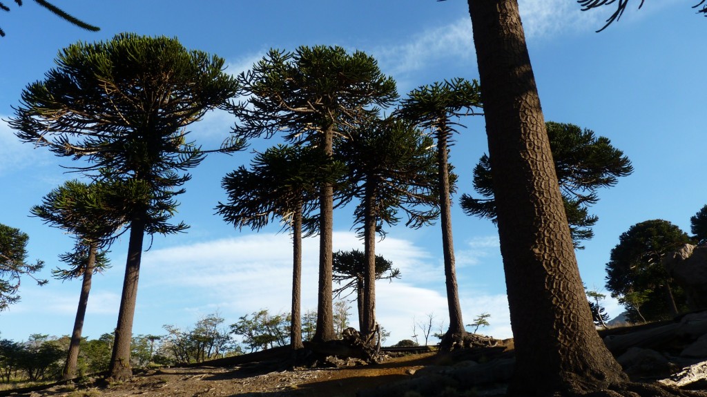 Foto: Río Agrio. - Caviahue (Neuquén), Argentina