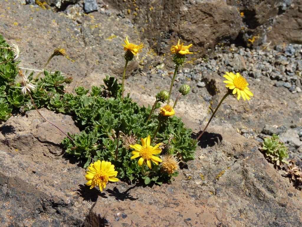 Foto: Río Agrio - Caviahue (Neuquén), Argentina