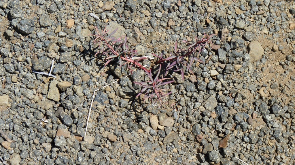 Foto: Río Agrio - Caviahue (Neuquén), Argentina