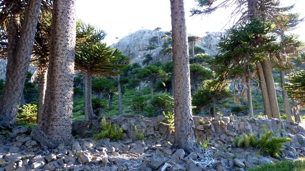 Foto de Caviahue (Neuquén), Argentina