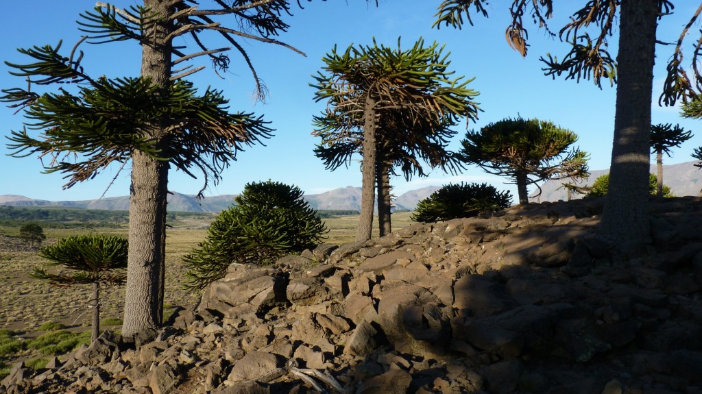 Foto: Mirador - Caviahue (Neuquén), Argentina