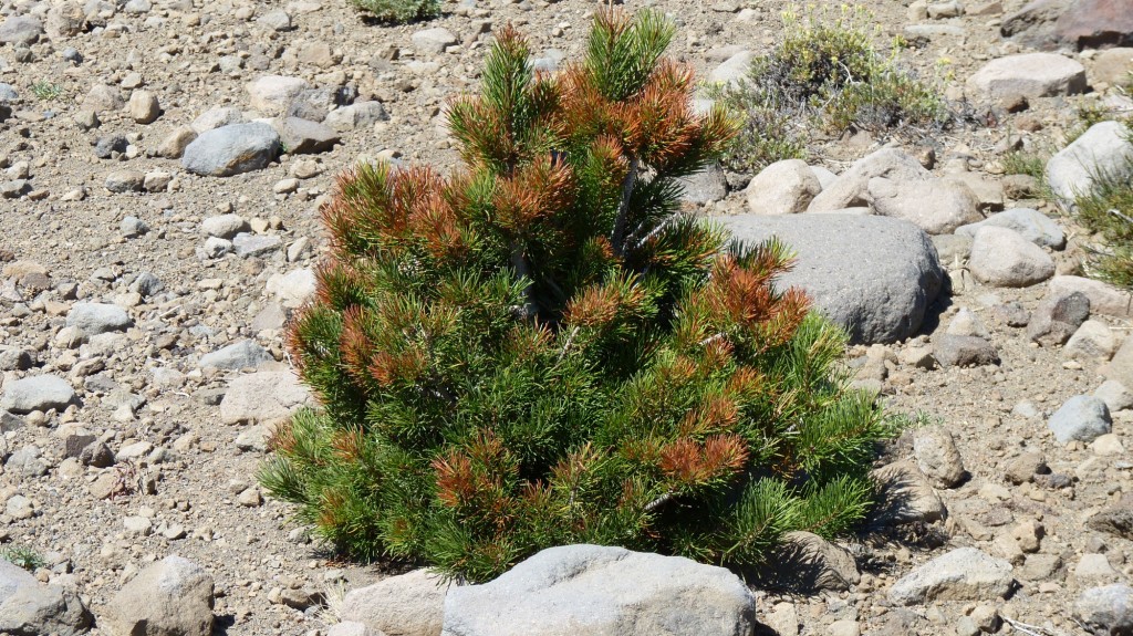 Foto: Río Agrio - Caviahue (Neuquén), Argentina
