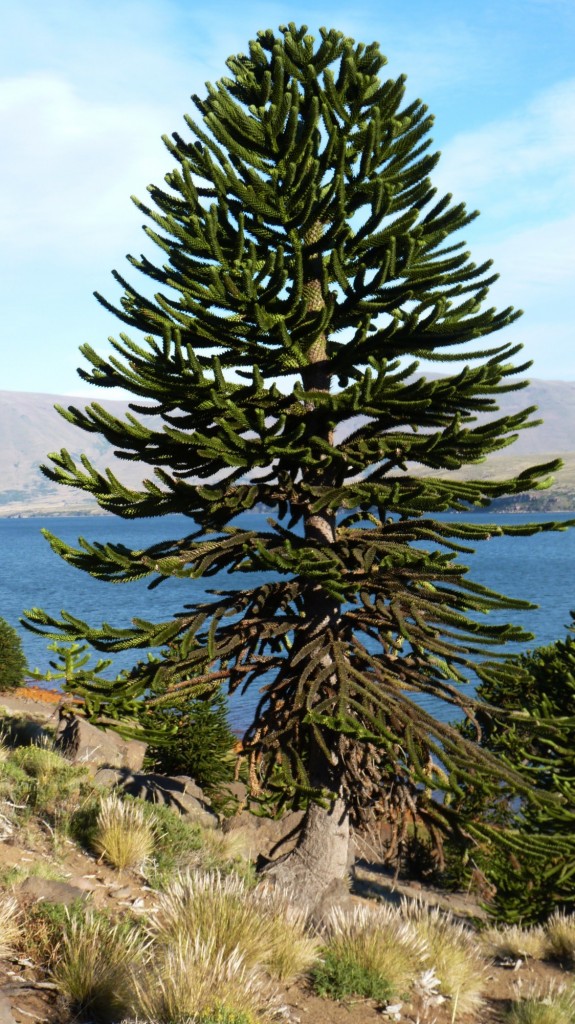 Foto: Mirador - Caviahue (Neuquén), Argentina