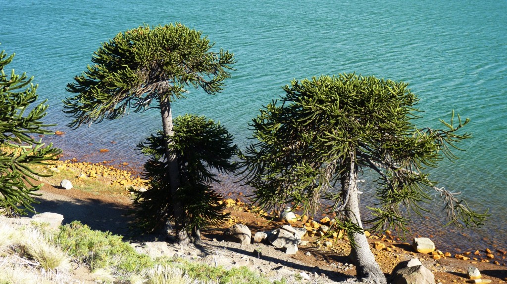 Foto: Mirador - Caviahue (Neuquén), Argentina